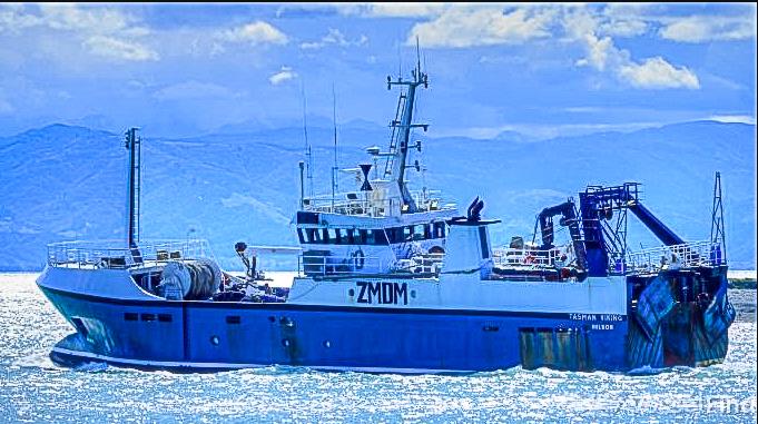Tasman Viking - has been granted a bottom trawling licence by the NZ Government photo copyright Julian Webber taken at Nelson Yacht Club and featuring the Fishing boat class