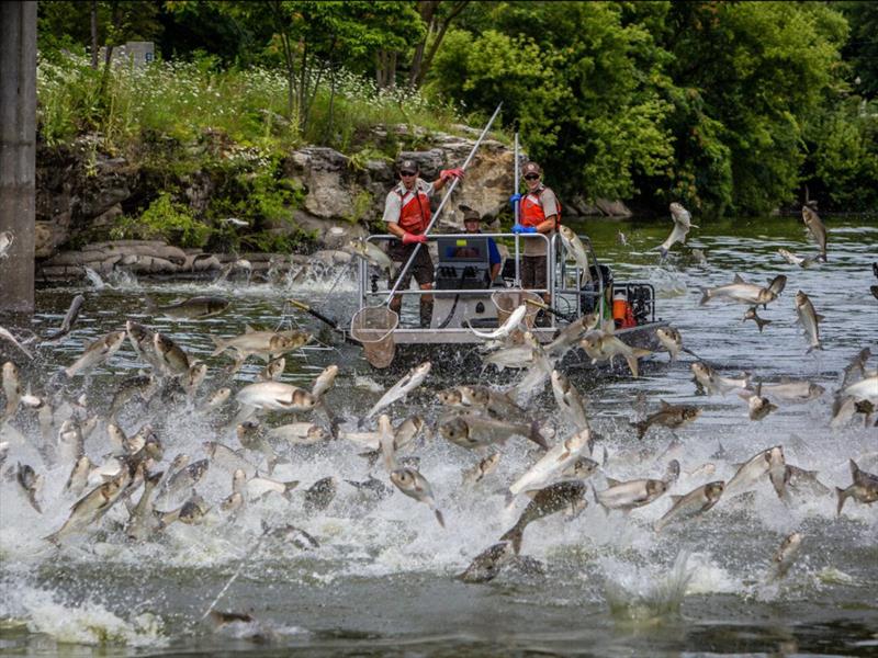 Juvenile invasive carp found closer to Lake Michigan than ever before photo copyright American Sportfishing Association taken at  and featuring the Fishing boat class