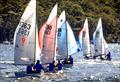 Flying 11s at Manly 16ft Skiff Sailing Club © SailMedia