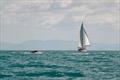 Dreamagic conjured up a whale to end a great week - SeaLink Magnetic Island Race Week 2025 © Revolution Production