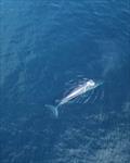 Baby Whale seen by Cooloola's crew - Sydney to Auckland Ocean Race © Cooloola
