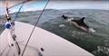 Dophins off Lumbles - Andrew Hill-Smith was the third person to sail around GB in a Laser dinghy © Shrink in the Drink