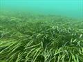 Caulerpa – and Subtidal seagrass - It can be easy to mistake friendly natives for pests. Exotic caulerpa for example can look very similar to some of our beneficial natives like seagrass but the native exists in balance with the local ecosystem while the  © Shaun Lee