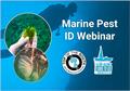 Free marine pest Identification webinar - this Thursday &copy; MarinePests.nz