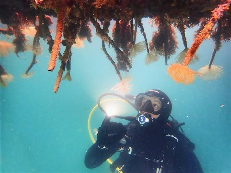 LBJ Fanworm: Mediterranean fanworm growing on structures. If you find this outside known locations, please report it. Locations like the Poor Knights are particularly vulnerable.Northland Regional Council - photo © Northland Regional Council