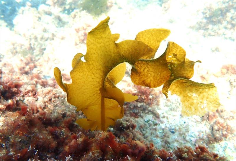 Undaria, also known as Asian kelp and Wakame, is still a concern to Northland and other regions - photo © Northland Regional Council 