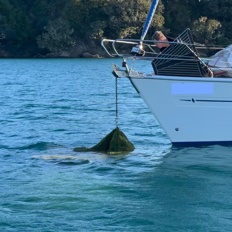 Another example of exotic caulerpa snagged on an anchor - photo © Louise Clarke Patukeha