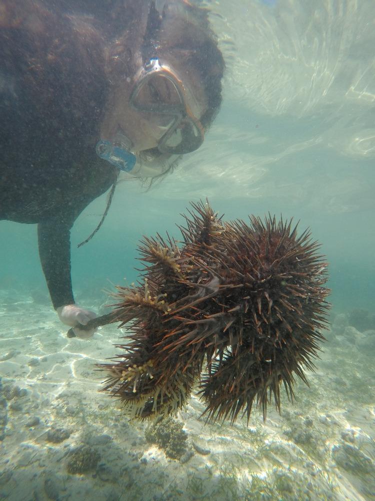 Marine pests can sometimes also disperse in currents, they move further and faster when they hitch a ride aboard our boats - photo © Marine Pests NZ