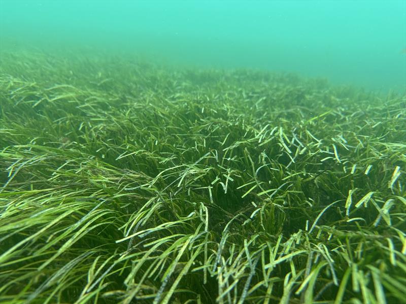 Caulerpa – and Subtidal seagrass - It can be easy to mistake friendly natives for pests. Exotic caulerpa for example can look very similar to some of our beneficial natives like seagrass but the native exists in balance with the local ecosystem while the  photo copyright Shaun Lee taken at Wakatere Boating Club and featuring the  class