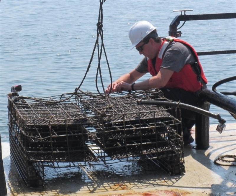 GoPro camera being mounted on oyster cage to record activity. - photo © NOAA Fisheries