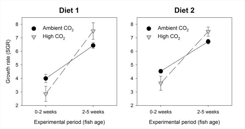 Growth rates of larval Pacific cod during first 5 weeks of life reared on 2 diets at ambient & elevated CO2 levels. Figure is redrawn from data presented in Hurst et al. 2019. Elevated CO2 alters behavior, growth, & lipid composition of Pacific cod larvae - photo © Marine Environmental Research