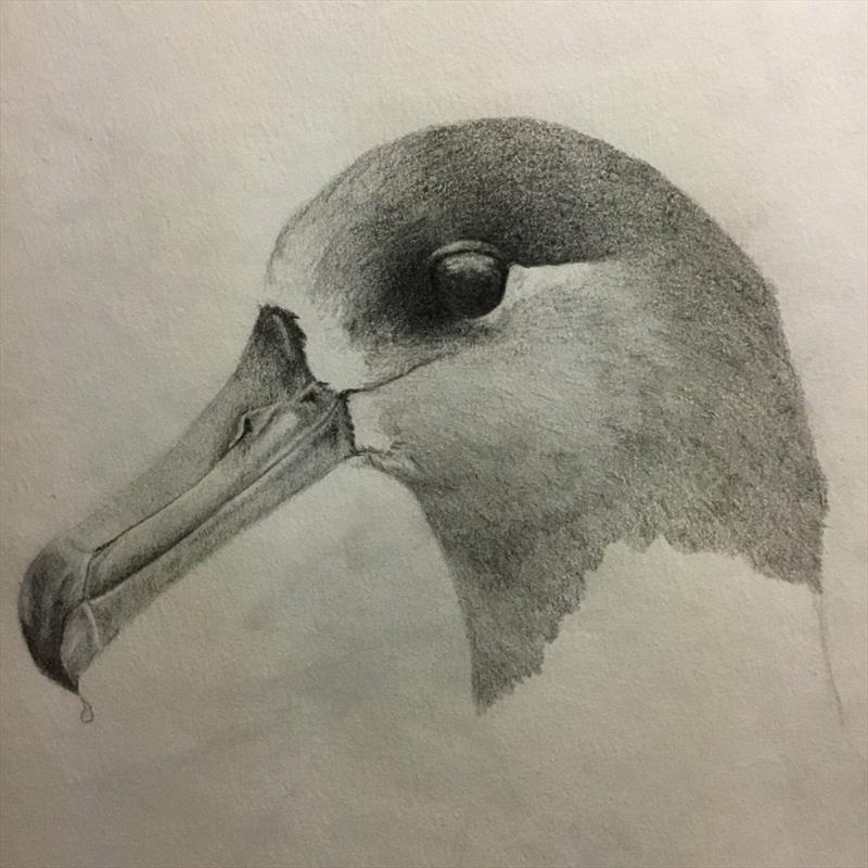 Original drawing of albatross by observer photo copyright Holly Naholowaa taken at 
