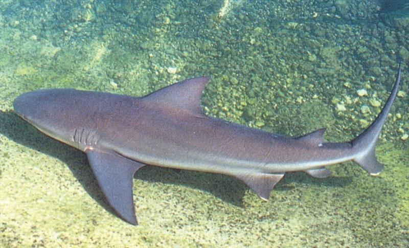 The bull shark is found in coastal tropical and subtropical seas ranging from the western North Atlantic to southern Brazil. - photo © NOAA Fisheries