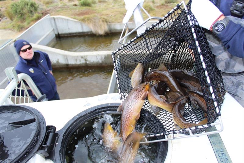 Brett looks on whilst trout are loaded - photo © Carl Hyland