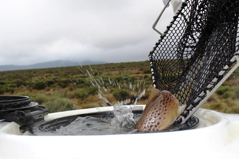 Inland Fisheries Service in action at Liawenee - photo © Carl Hyland