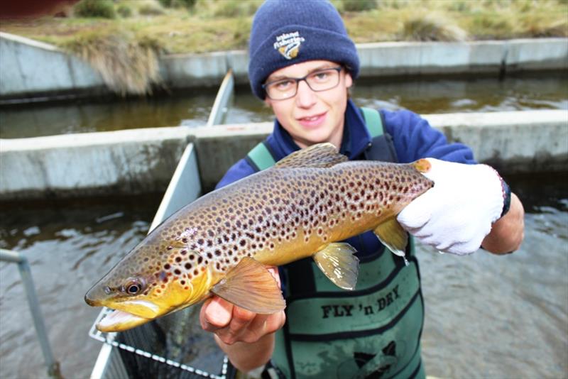 Josef with a fine male brownie - photo © Carl Hyland