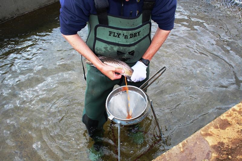 Stripping eggs for transport to Salmon Ponds - photo © Carl Hyland