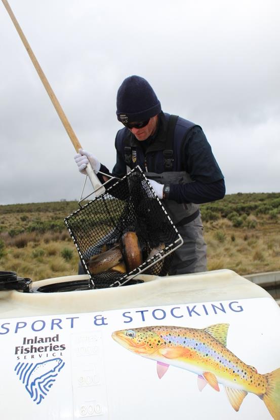 Chris loading brown trout - photo © Carl Hyland