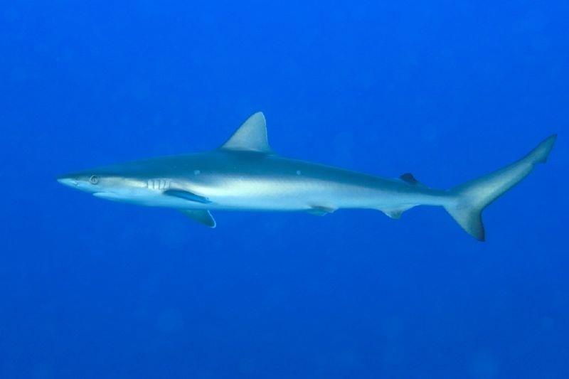 Atlantic sharpnose shark photo copyright Kevin Bryant taken at 