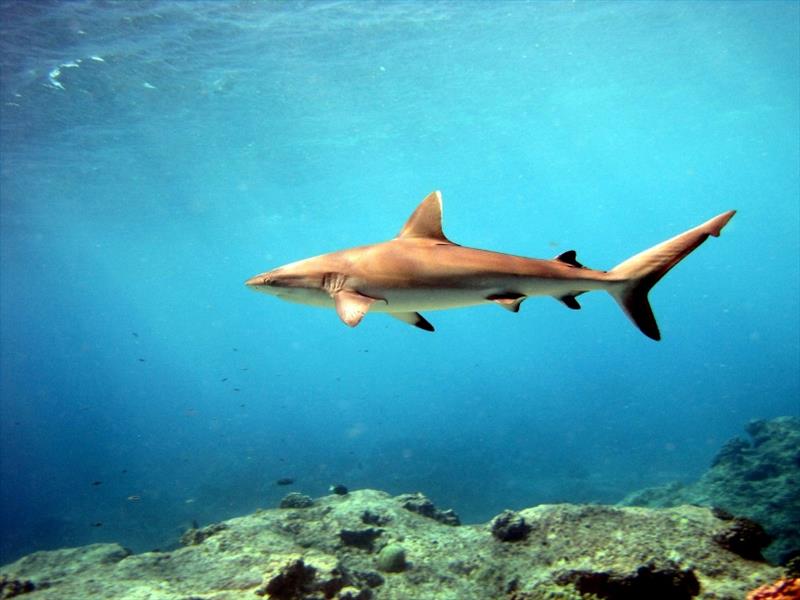 Sharks don't have bones but they have great eyesight photo copyright NOAA Fisheries taken at 
