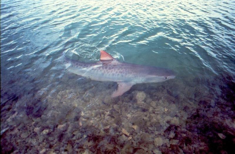 Tiger shark photo copyright NOAA Fisheries taken at 