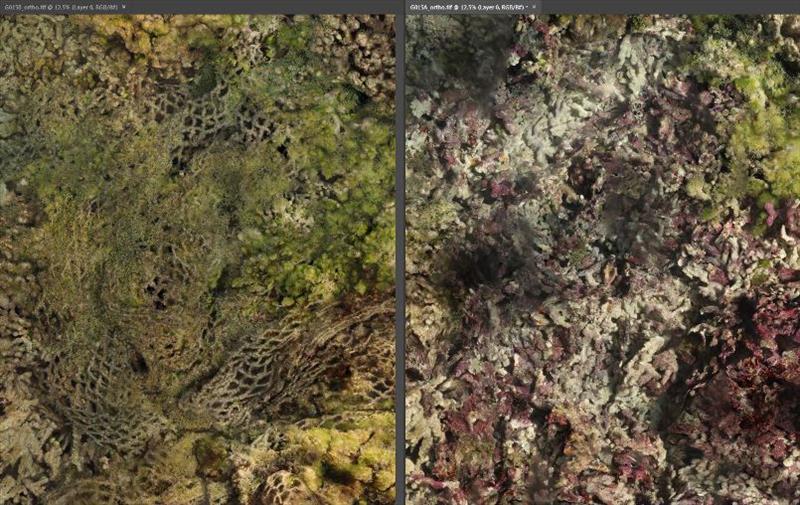 Structure from motion (photomosaic) images of a coral reef with the net in place (left) and after net removal (right) photo copyright NOAA Fisheries taken at 