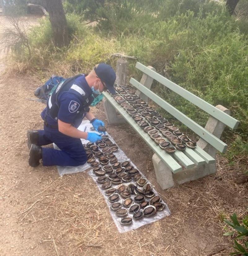 Illegal abalone haul photo copyright Victorian Fisheries Authority taken at 
