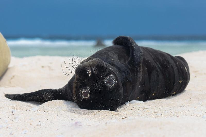 Hawaiian monk seal pup on Laysan Island. - photo © NOAA Fisheries / Matt Chauvin
