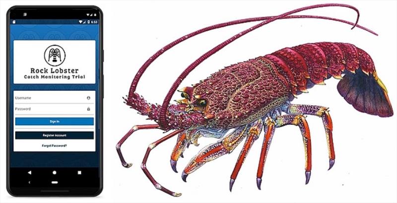 Recreational rock lobster research trial - photo © DPIPWE Fishing