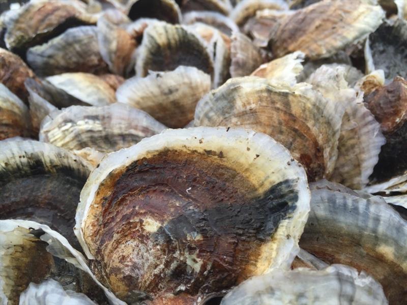 Eastern oysters from Stella Mar Oysters studied in this project photo copyright Steve Schafer, Stella Mar Oysters taken at 