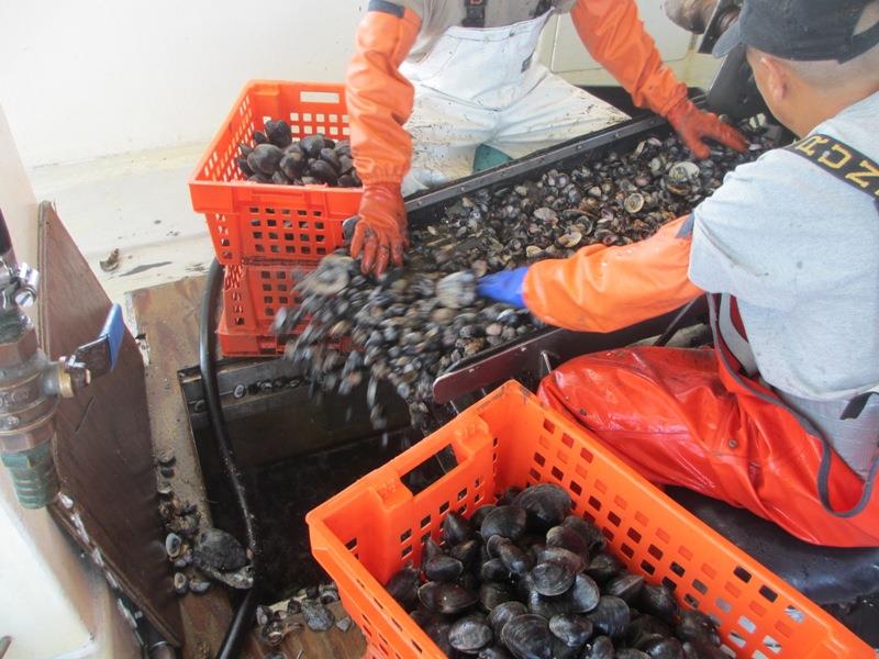 Workers at Atlantic Clam Farms sorting clams in Greenwich, Connecticut photo copyright NOAA Fisheries taken at 