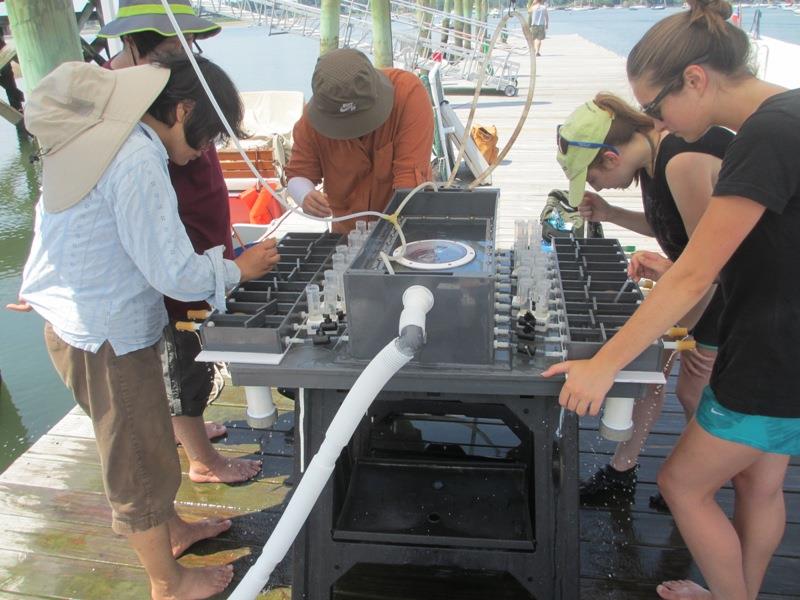 Field experiments to measure feeding and nutrient uptake by shellfish in the Greenwich watershed in 2015. - photo © NOAA Fisheries
