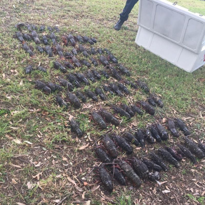 Big fines for lobster theft photo copyright RFA of NSW taken at Recreational Fishing Alliance of NSW (RFA of NSW)