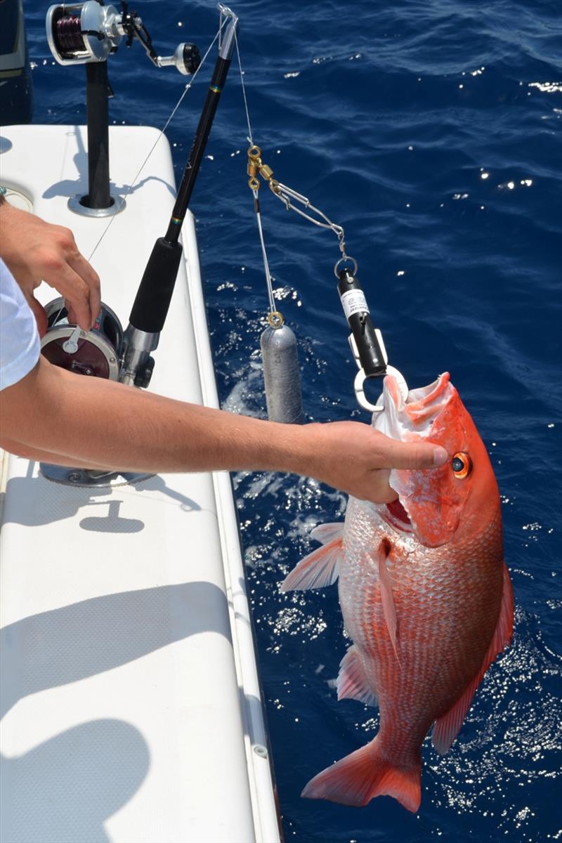 Fish descender devices come in multiple forms, this one is pressure activated, releasing the fish at a specific depth automatically photo copyright NOAA Fisheries, Florida Sea Grant taken at 
