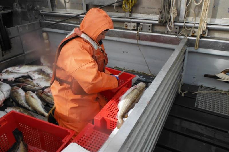 A NOAA Fisheries scientist measures Pacific cod sampled during a survey. Pacific Cod made large-scale migrations north in the Bering Sea in recent years. - photo © NOAA Fisheries