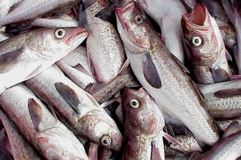 Alaska pollock support the largest fishery in the nation and second largest in the world by volume photo copyright NOAA Fisheries taken at 