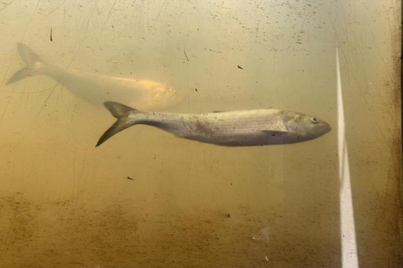 American shad passing through the Columbia Fishway in the Broad River in South Carolina. - photo © JMT Consultants