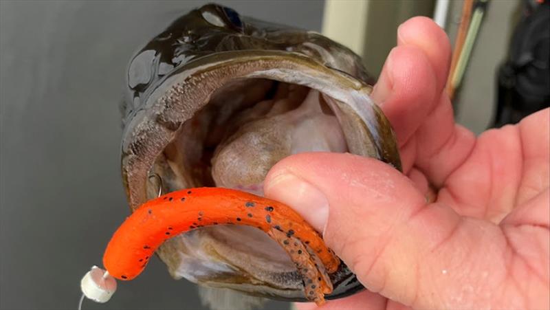 The classic bait for the Ned Rig bait looks like a stickworm that has been cut in half photo copyright Shimano taken at 