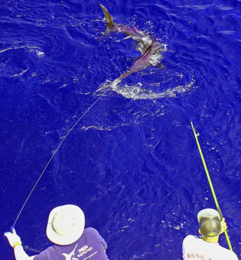 Researchers tagging a swordfish off Southern California. Tagging by the Pfleger Institute of Environmental Research and funded by NOAA Fisheries showed that swordfish can be targeted at great depths with little risk to other species. - photo © Pfleger Institute of Environmental Research