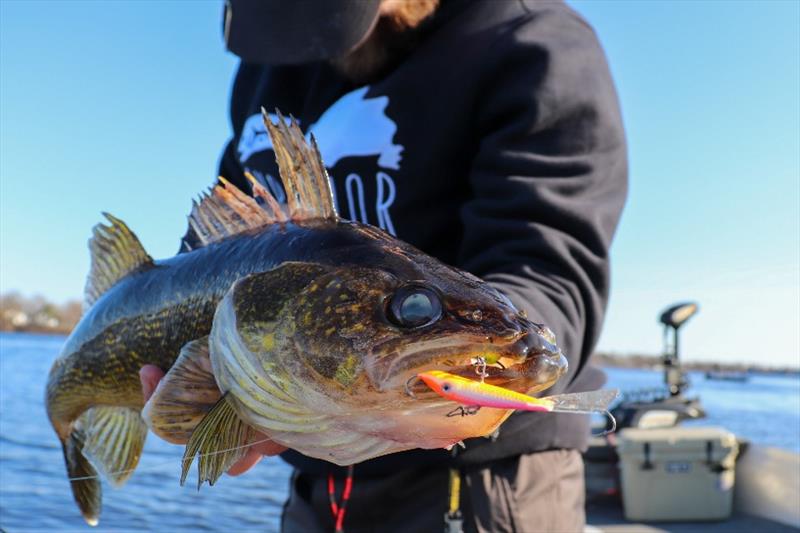 Fall Walleye photo copyright St. Croix Rods taken at 