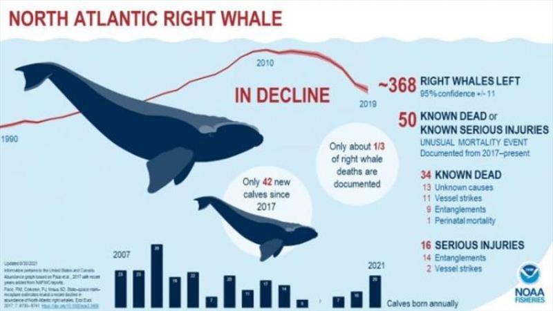 North Atlantic right whales infographic photo copyright NOAA Fisheries taken at 