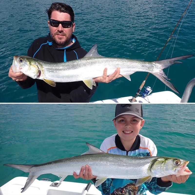  A couple of solid giant herring caught with Tri from Fraser Guided Fishing. These speedsters are a great sport fish and a tonne of fun to catch photo copyright Fisho's Tackle World taken at 