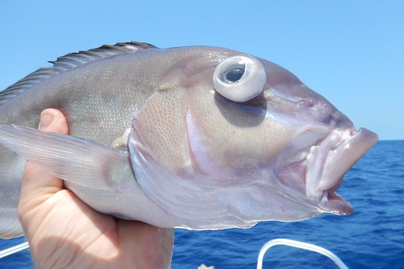 Return 'Em Right: angling for better catch and release in Gulf reef  fisheries