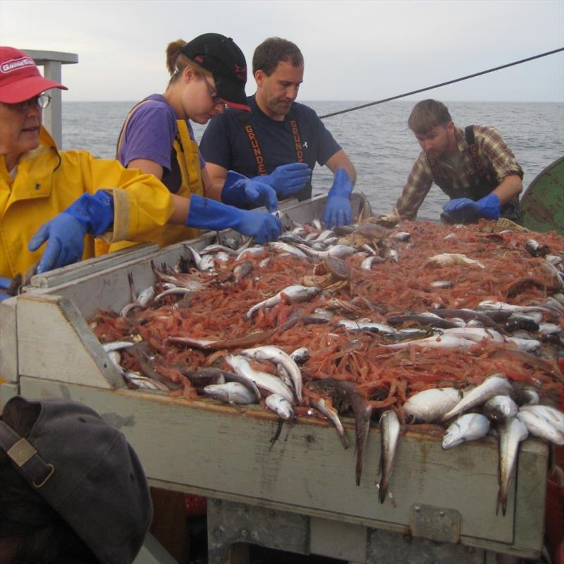 Scientists aboard a federal research vessel sorting shrimp catch during a Gulf of Maine survey. Data obtained from surveys like this one were used in the study. - photo © NOAA Fisheries