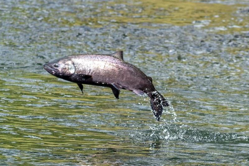 A returning adult spring run Chinook salmon leaps from the water in California's Central Valley photo copyright Carson Jeffres / UC Davis taken at 