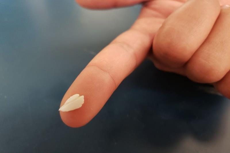 Scientists examined otoliths, the ear bones of salmon, to understand the migration timing of fish that survived drought and poor ocean conditions photo copyright George Whitman and Kimberly Evans / UC Davis taken at 