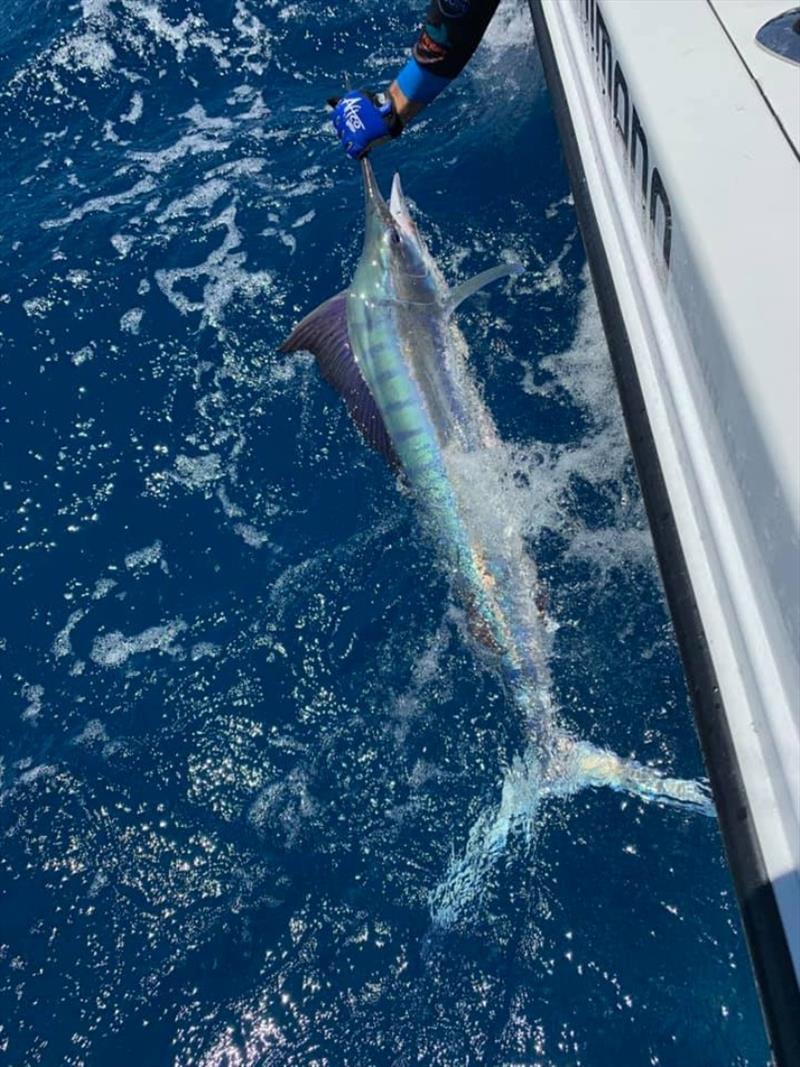 Keeping these little speedsters in the water not only increases their chance of survival after releasing them, but also enhances all of the amazing colours and markings on them. - photo © Fisho's Tackle World