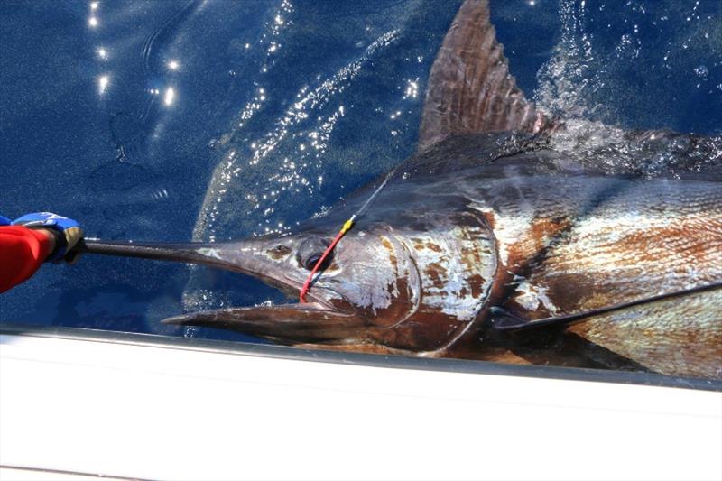 Big marlin - photo © Fisho's Tackle World