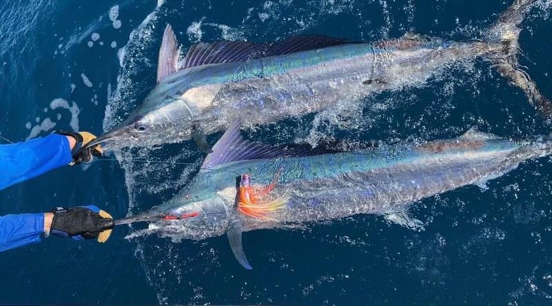 Double hook-ups can be common at times, particularly when fishing over the bar. - photo © Fisho's Tackle World