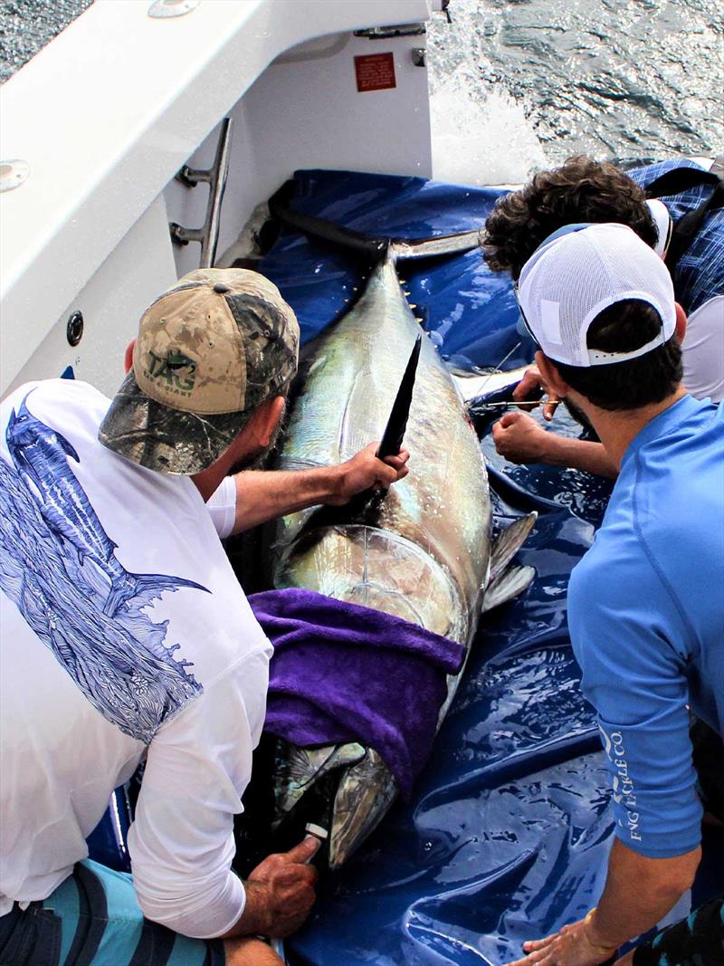 The science behind bluefin: Tag-A-Giant photo copyright AFTCO taken at 